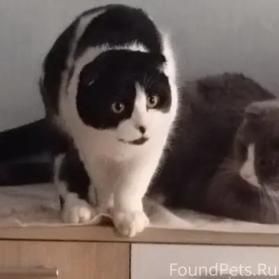 Пропал кот, черный с белым, Архангельский, 6