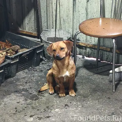 Пропал щенок Чапи, Бахчисарай
