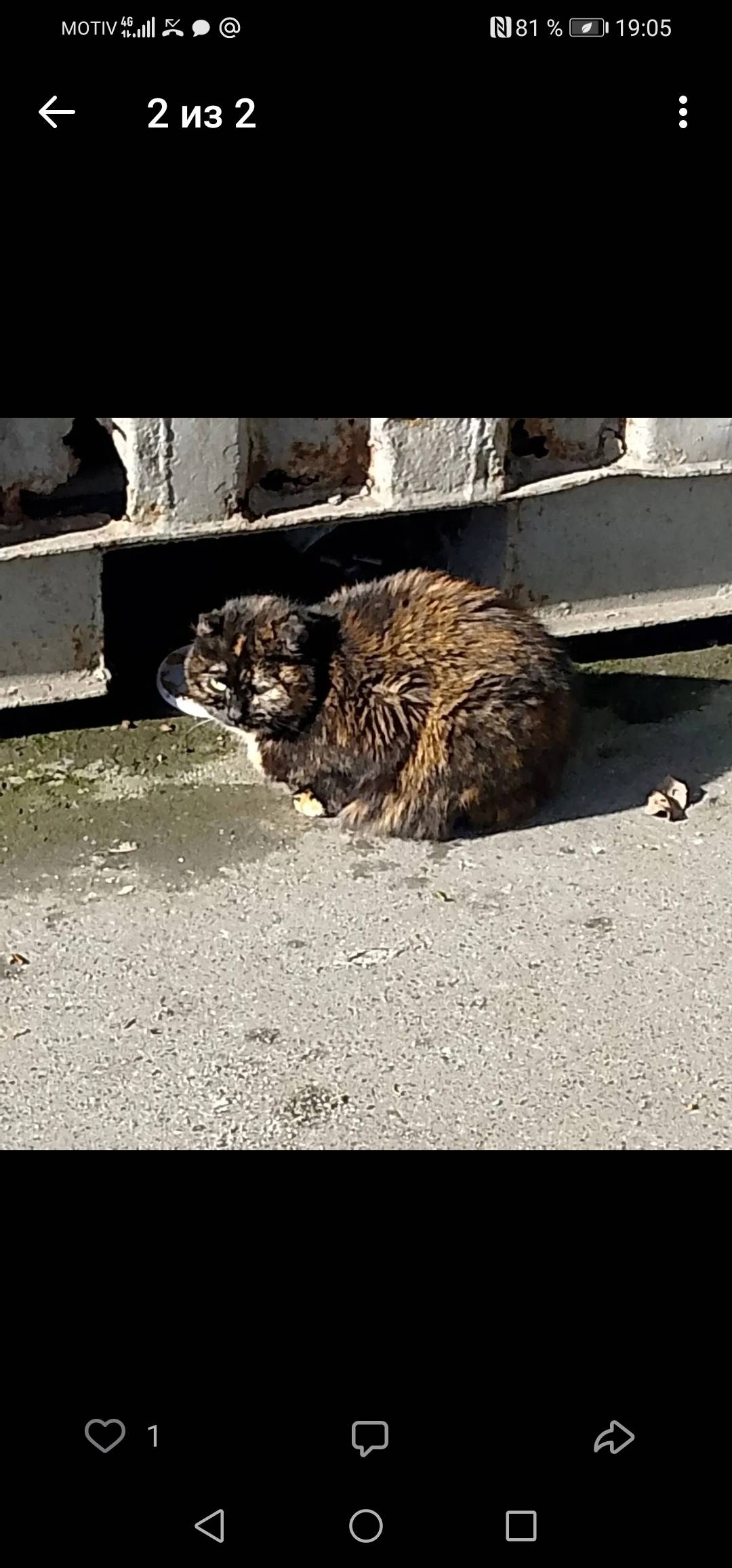 Найдена кошка Матильда, Уралмаш