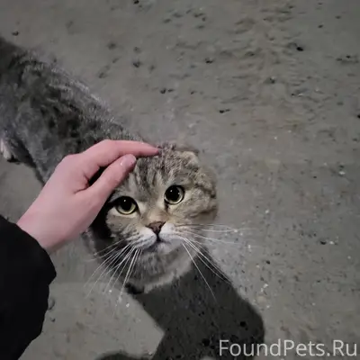 Найден вислоухий кот, перекресток Лермонтова-Ключевая-Сургутская
