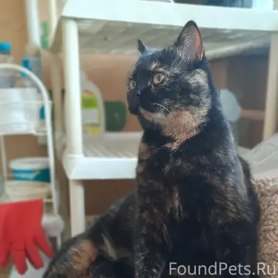 Пропала кошка Плюша, Псков