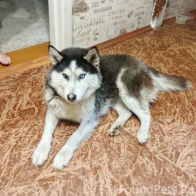 Пропала собака
