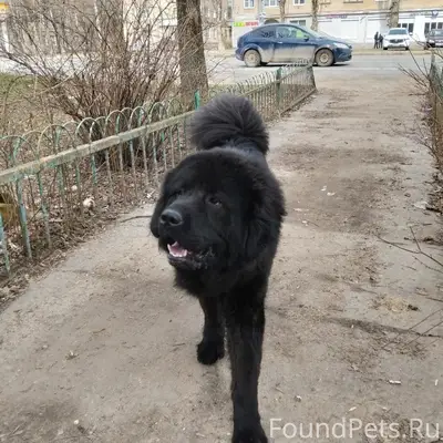 Пропал пёс