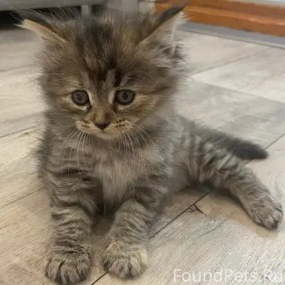 Найден котёнок, Село