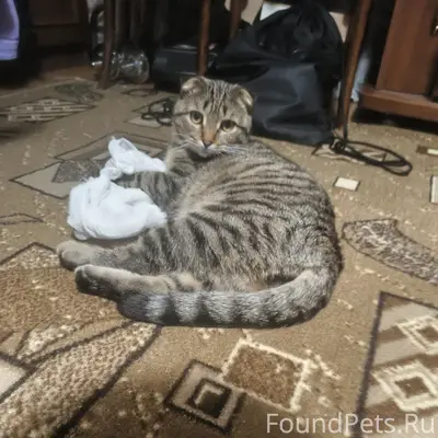 Пропал кот Барсик