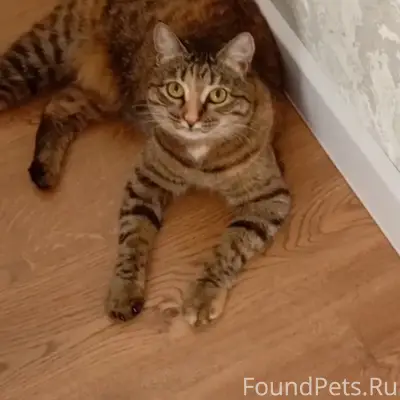 Пропала кошка, Автокомбинат
