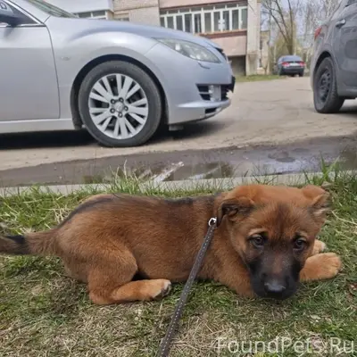 Найден щенок, район хлебокомбината
