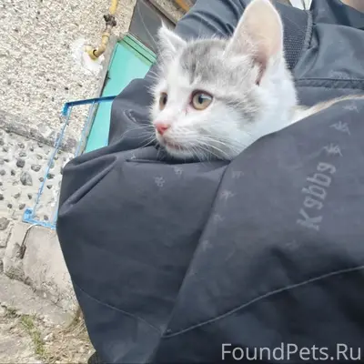Пропал котёнок, 3 мкр