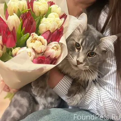 Пропал мейн-кун, район чашки-ложки