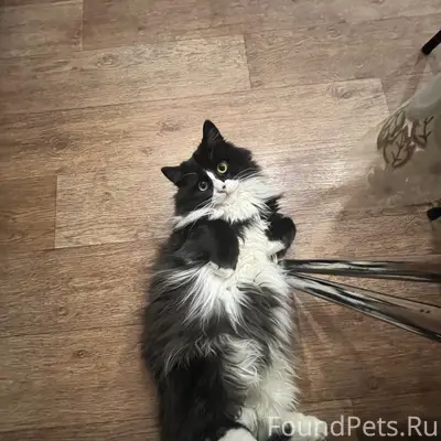 Пропал кот, район Лопуховка