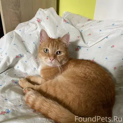 Пропал рыжий кот, Светлановский пр-кт