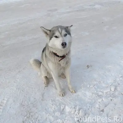 Пропала собака Хаська