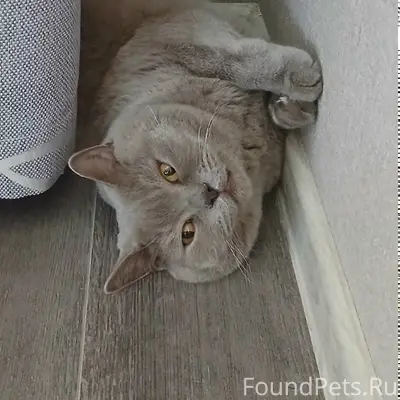 Пропал кот Тимофей, 909 квартал