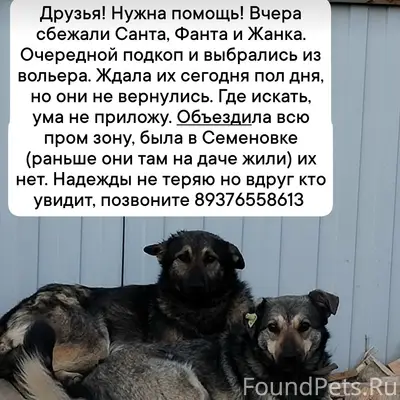 Пропали собаки
