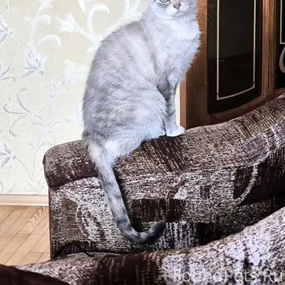 Пропала кошка Мия, Калининград, ул. Ясная