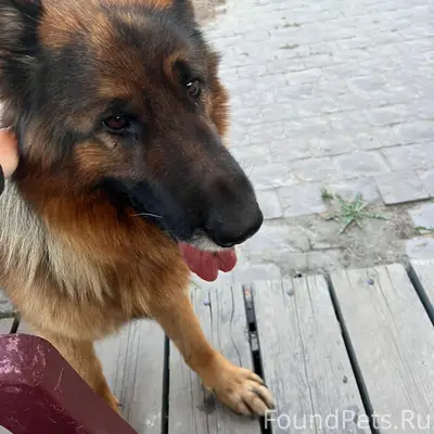 Найден щенок немецкой овчарки, без дома