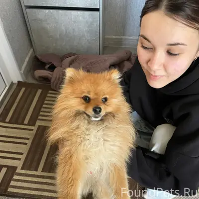 Найден пёс, место неизвестно