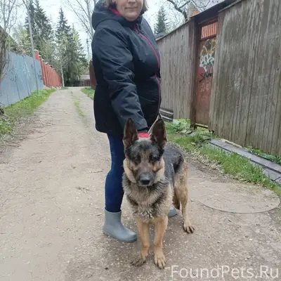 Найдена собака немецкой овчарки