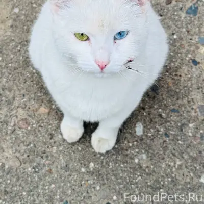 Найдена кошка, глухая и с гетерохромией, Норильская