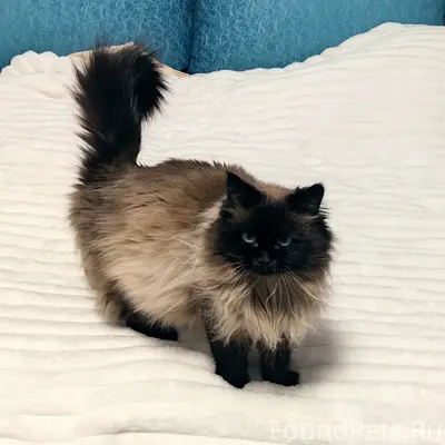 Пропала кошка, мкр. Южный