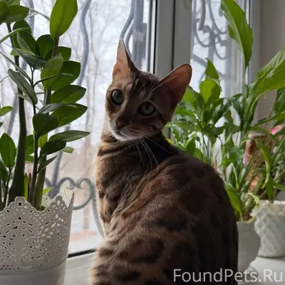 Пропала кошка, ул. Богатырская