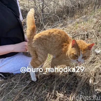 Найден кот, район Левковки