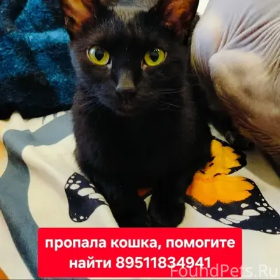Пропала кошка Буся, Петренко 28