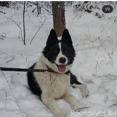 Пропал кобель, с. Долгодеревенское