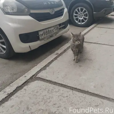 Найдена кошка породы Мейн-кун, Ангарск