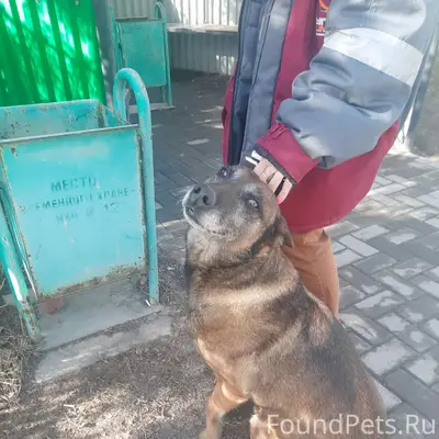Пропала собака, Гай