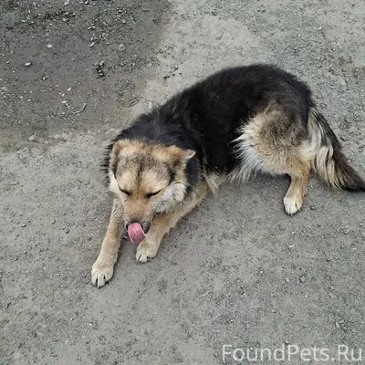 Найден пёс, гаражи на Вые