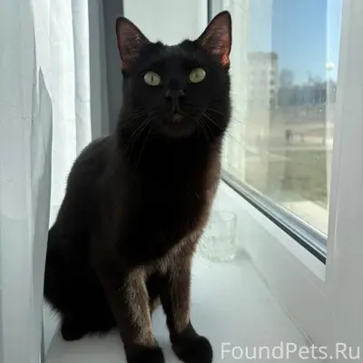 Пропал кот, район Тексер