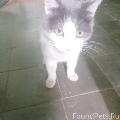 Найден кот, Ждановский район, ул. Чапаева