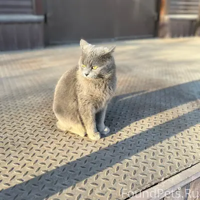 Пропал кот, возле пенсионного фонда