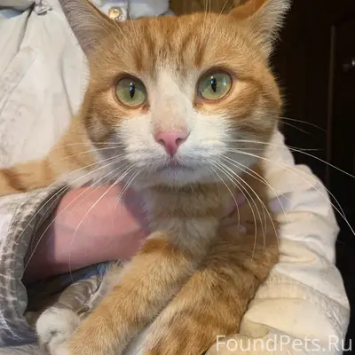 Найден кот, без породы