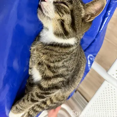 Найден кот, сбит машиной, живой, Зеньковича
