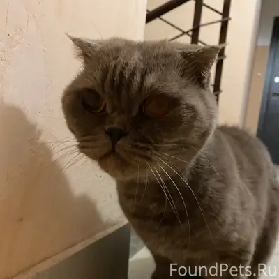 Найден кот, ул. Озёрная