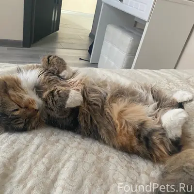 Пропала кошка, Шуя