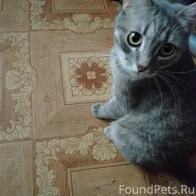 Пропал Барсик, европейская короткошёрстная, Родники