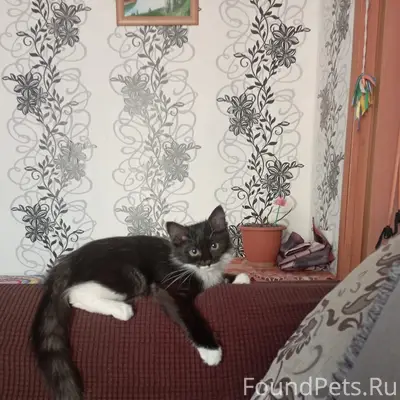 Пропала кошка Ася, дачи Вершина