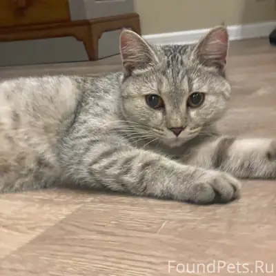 Найдена кошка, улица Парковая