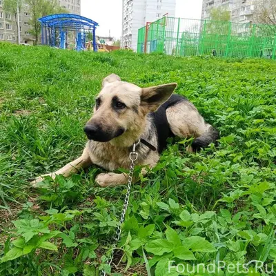 Найден пёс Мо, Подольск
