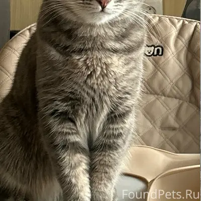 Пропала кошка Соня, район кузоватовской улицы