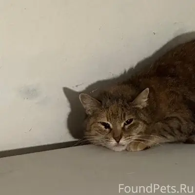 Пропала кошка, район Вечного огня