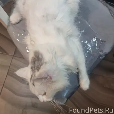 Пропал кот, район Калинина