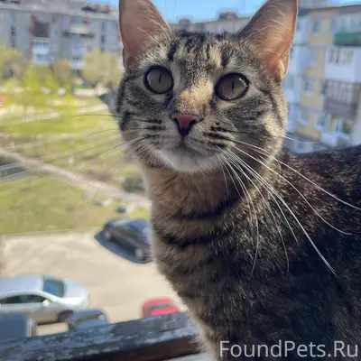 Пропала кошка, район Драм театра