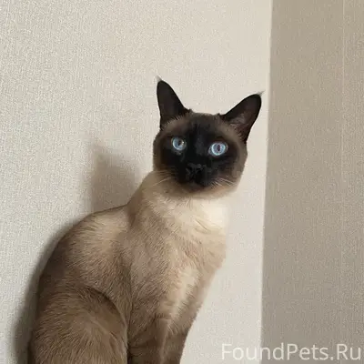 Пропал кот