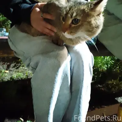 Найдена кошка