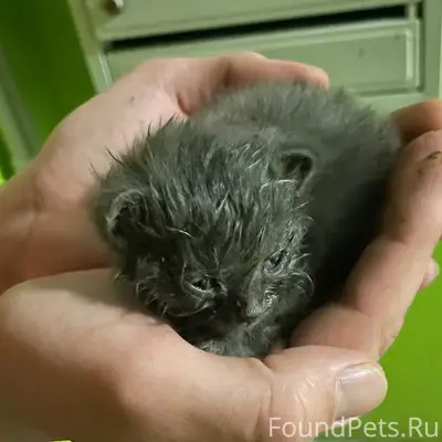 Найден крошечный котёнок, ищет дом