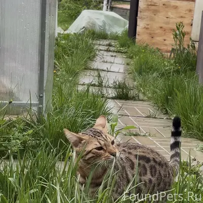 Пропал кот!